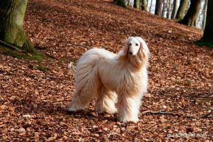 Afghan Hound