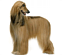 Afghan Hound