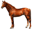 Cavalo Anglo-&Aacute;rabe