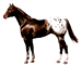 Cavalo Appaloosa