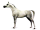 Cavalo &Aacute;rabe