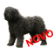 Barbet