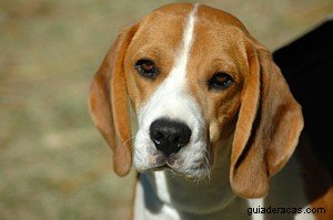 Beagle