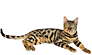 Gato Bengal