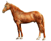 Cavalo Berbere