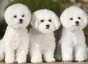 Bichon Fris&eacute;