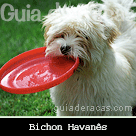 Bichon Havanês