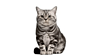 Gato Brazilian Shorthair