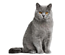 Gato British Shorthair