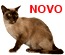 Gato Burmese