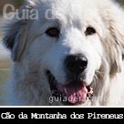 Cão da Montanha dos Pireneus