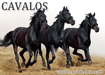 Ra�as de Cavalos