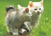 Gatos Gatos