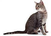 Raça Egyptian Mau Raça Egyptian Mau