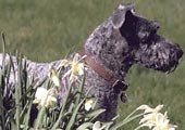 Raça Kerry Blue Terrier Raça Kerry Blue Terrier