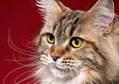 Raça Maine Coon Raça Maine Coon