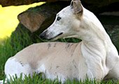 Raça Whippet Raça Whippet