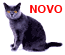 Gato Chartreux