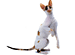 Gato Cornish Rex