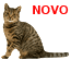 Gato European Shorthair