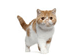Gato Ex&oacute;tico