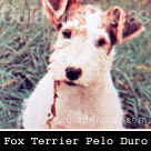 Fox Terrier Pelo Duro