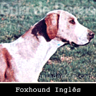 Foxhound Inglês