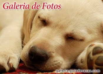 Galeria de Fotos