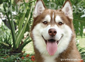 Husky Siberiano Husky Siberiano