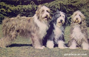 Bearded Collie