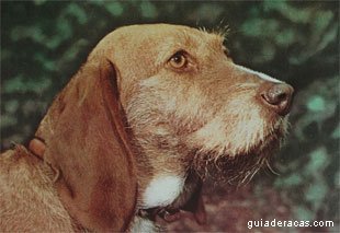 Basset Fulvo da Bretanha