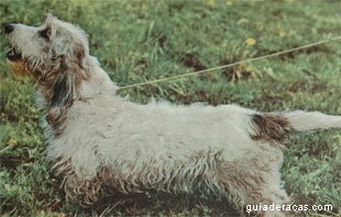 Petit Basset Griffon Vend&eacute;en