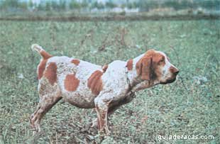 Braco Italiano
