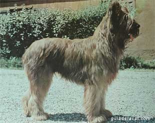 Briard