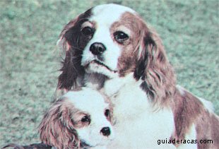 Cavalier King Charles Spaniel