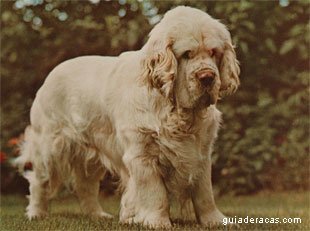 Clumber Spaniel