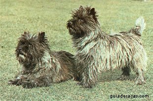 Cairn Terrier