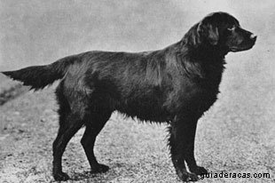 Flat Coated Retriever