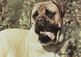 Mastiff