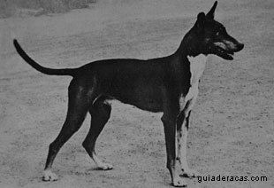Podengo Portugu&ecirc;s