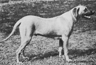 Rhodesian Ridgeback