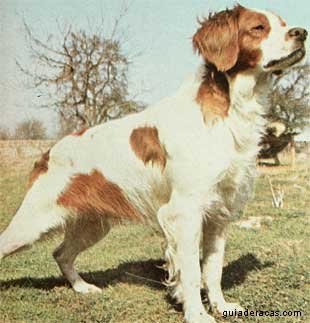 Spaniel Bret&atilde;o