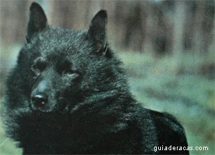 Schipperke