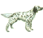 Setter Ingl&ecirc;s