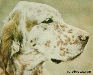 Setter Ingl&ecirc;s