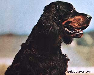 Setter Gordon