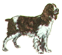 Springer Spaniel Ingl&ecirc;s