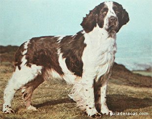 Springer Spaniel