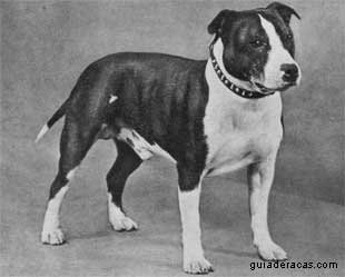 Staffordshire Bull Terrier