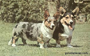 Welsh Corgi Cardigan